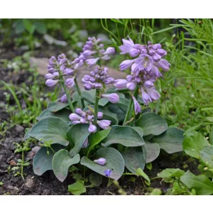 Hosta 'Blue Mouse Ears' - Árnyékliliom