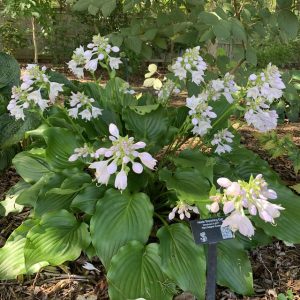 Hosta 'Branching Out' - Árnyékliliom