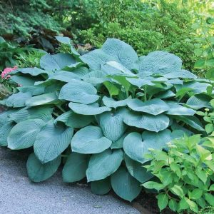 Hosta 'Bressingham Blue' - Árnyékliliom