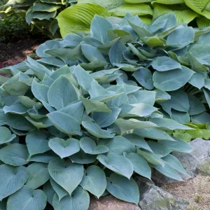 Hosta 'Canadian Blue' - Árnyékliliom