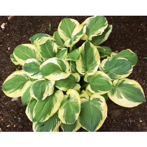 Hosta 'Carnival' - Árnyékliliom