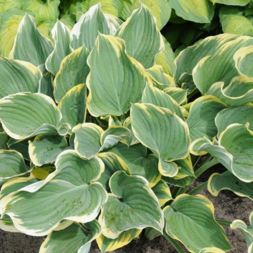 Hosta 'Clifford's Forest Fire' ® - Árnyékliliom