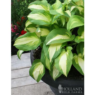 Árnyékliliom (Hosta)