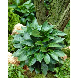 Árnyékliliom (Hosta)