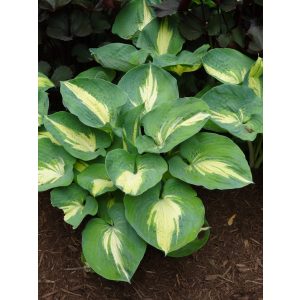 Hosta 'Dream Queen' - Árnyékliliom