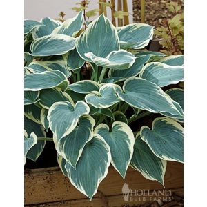 Hosta 'El Niño' ® - Árnyékliliom