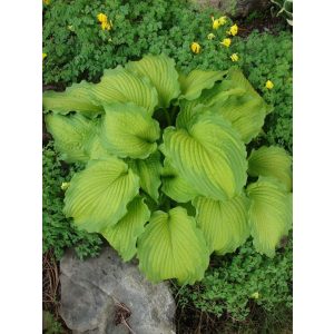 Hosta 'Emerald Ruff Cut' - Árnyékliliom