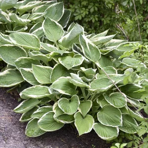Hosta 'Francee' - Árnyékliliom