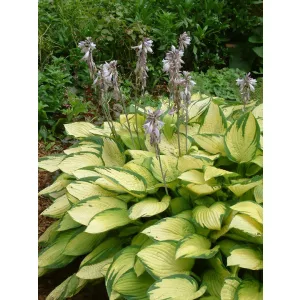 Hosta 'Gold Standard' - Árnyékliliom