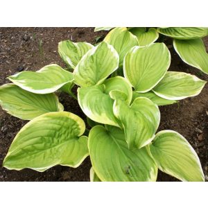 Hosta 'Fragrant Bouquet' - Árnyékliliom