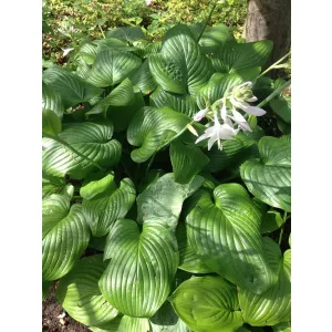 Hosta 'Fried Green Tomatoes' - Árnyékliliom