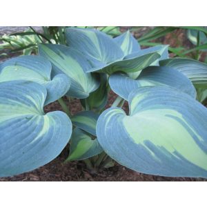 Hosta 'Grand Marquee' ® - Árnyékliliom