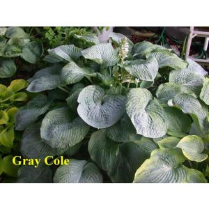 Hosta 'Gray Cole' - Árnyékliliom