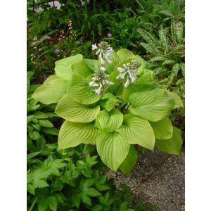 Hosta 'Honeybells' - Árnyékliliom