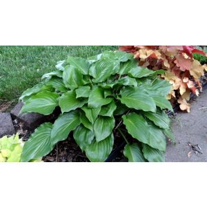 Hosta 'Invincible' - Árnyékliliom