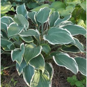 Hosta 'Irish Eyes' - Árnyékliliom