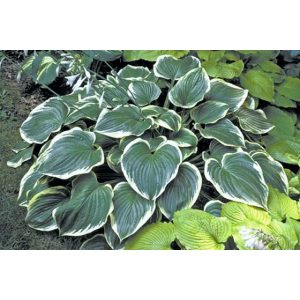 Hosta 'Mardi Gras' - Árnyékliliom