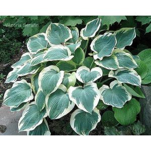 Hosta 'Orion's Belt' - Árnyékliliom