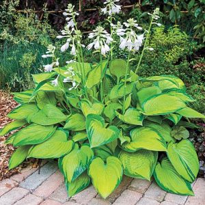 Hosta 'Paradigm' - Árnyékliliom