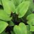 Hosta 'Purple Heart' ® - Árnyékliliom