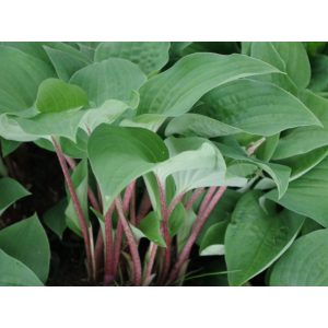 Hosta 'Red Cadet' - Árnyékliliom