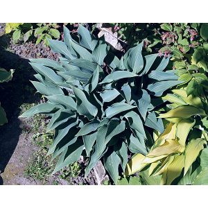 Hosta 'Rhein' - Árnyékliliom