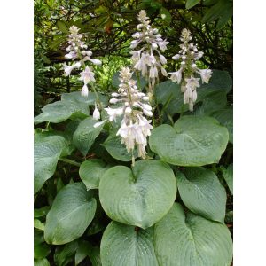 Hosta sieboldiana - Árnyékliliom