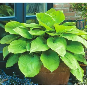 Hosta 'Sum and Substance' - Árnyékliliom