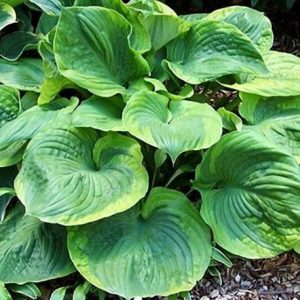 Hosta 'Titanic' - Árnyékliliom