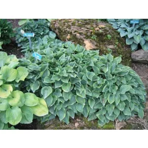 Hosta 'Toy Soldier' - Árnyékliliom