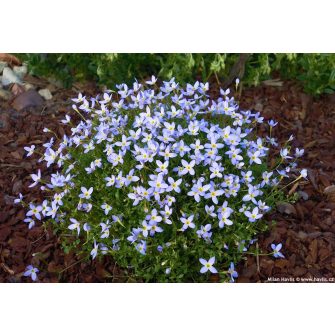Houstonia