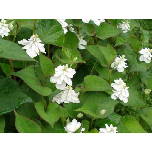 Houttuynia cordata Plena - Kaméleonlevél