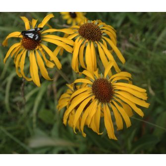 Aranycsillag (Hymenoxys)