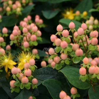 Orbáncfű (Hypericum)