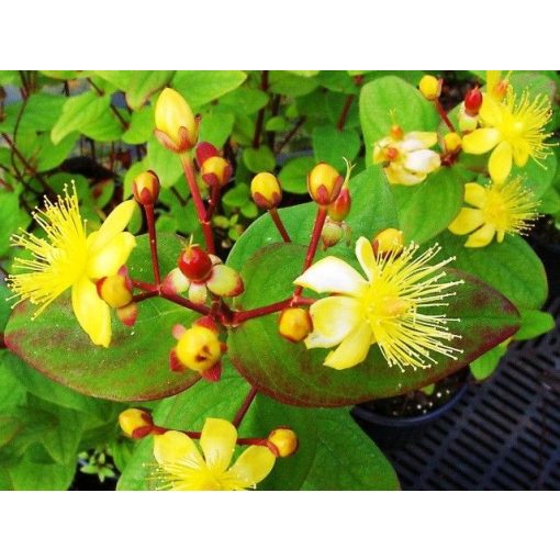 Hypericum inodorum Rheingold - Orbáncfű