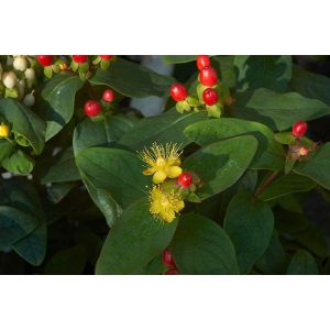 Hypericum inodorum - Orbáncfű