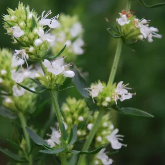 Izsóp (Hyssopus)