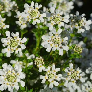 Iberis sempervirens Appen-Etz - Tatárvirág