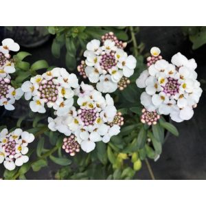 Iberis sempervirens Masterpiece - Tatárvirág