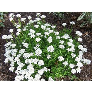 Iberis sempervirens Snowflake - Tatárvirág