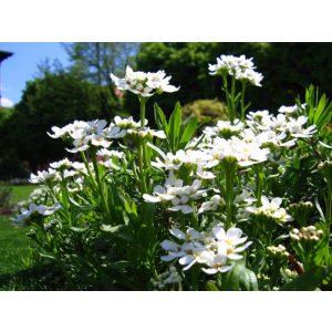   Iberis sempervirens Weisser Zwerg (=Little Gem) - Tatárvirág
