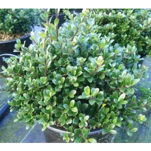 Ilex crenata Green Hedge - Magyal