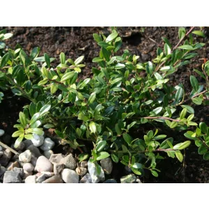 Ilex crenata Stokes - Magyal