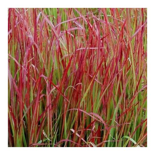 Imperata cylindrica Red Baron - Alangfű