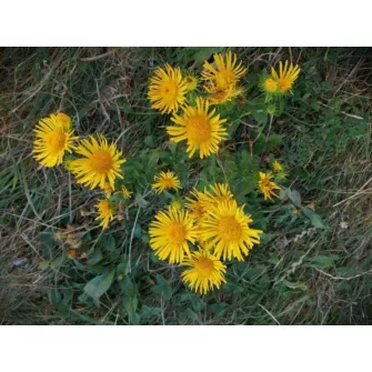 Peremizs (Inula)