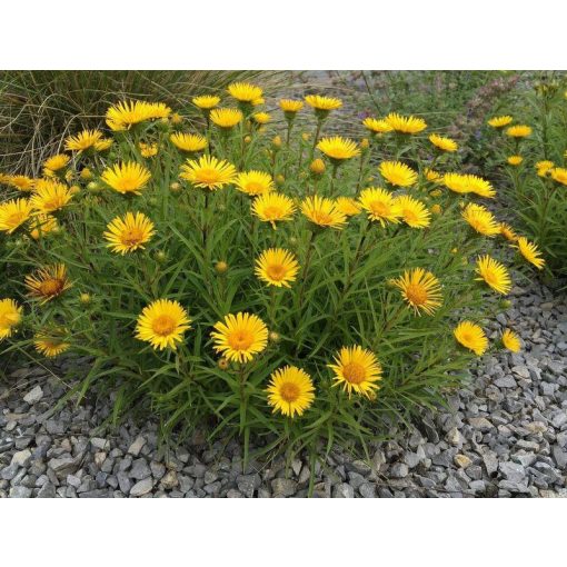 Inula ensifolia - Peremizs