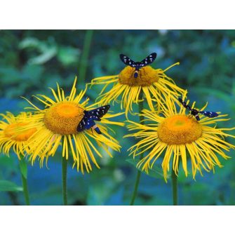 Peremizs (Inula)