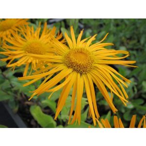 Inula orientalis - Peremizs