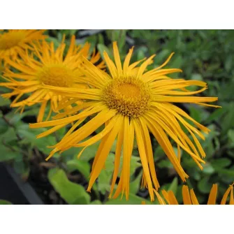 Peremizs (Inula)