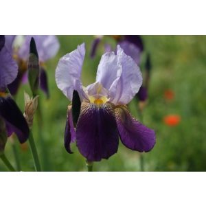 Iris germanica 'Alcazar' - Kerti nőszirom